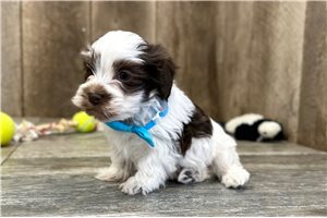 Duke - Havanese for sale