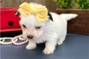 Amelia - puppy for sale