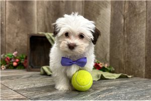 Amelia - puppy for sale