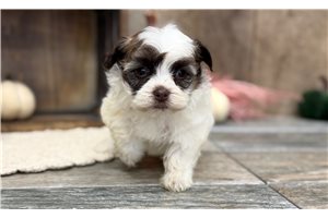 Katie - Havanese for sale