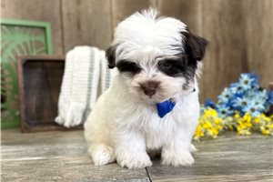 Albert - Havanese for sale