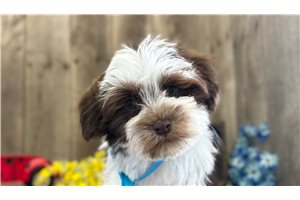 Duke - Havanese for sale