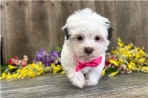 Amelia - Havanese for sale