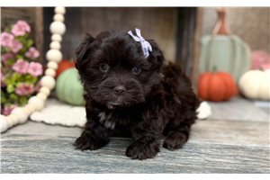 Kelsey - Havanese for sale