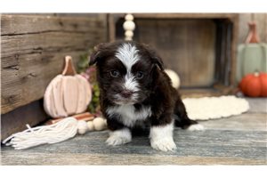 Katrina - Havanese for sale