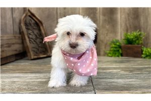 Amelia - Havanese for sale