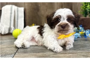 Duke - Havanese for sale