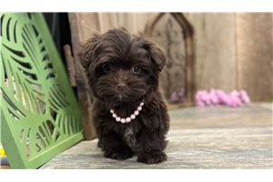 Annie - Havanese for sale
