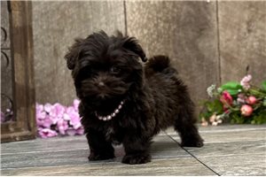 Annie - Havanese for sale