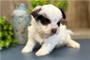 Albert - puppy for sale