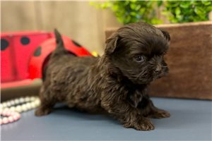 Annie - Havanese for sale