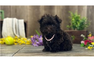 Annie - Havanese for sale