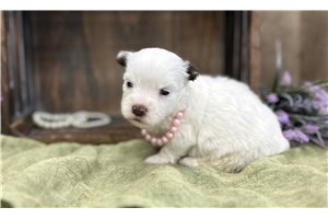 Amelia - puppy for sale