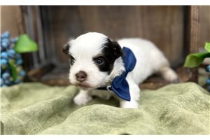Albert - puppy for sale