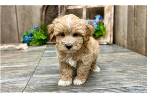 Venus - Havapoo for sale