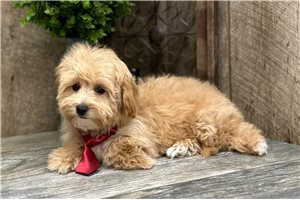 Universe - Havapoo for sale