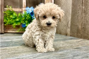 Jupiter - Havapoo for sale