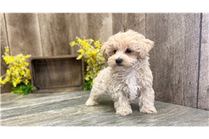 Moon - puppy for sale