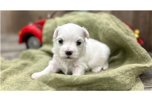 Iggy - Maltese for sale