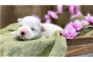 Isabelle - Maltese for sale