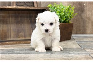Ibrahim - Maltese for sale