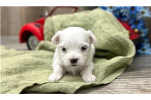Ibrahim - puppy for sale