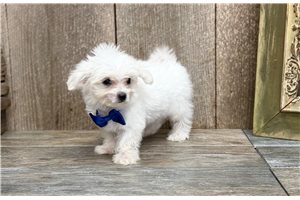 Ibrahim - Maltese for sale