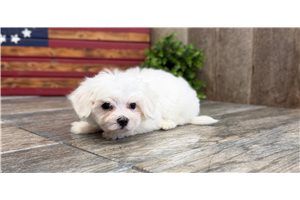 Ibrahim - Maltese for sale