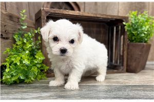 Isaac - Maltese for sale