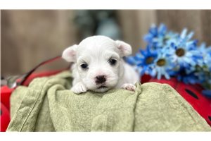 Isaac - puppy for sale