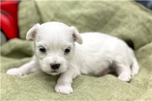 Isabelle - Maltese for sale