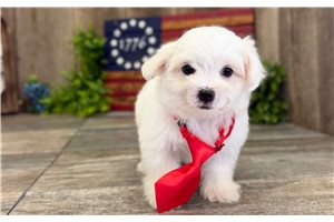 Isaac - Maltese for sale