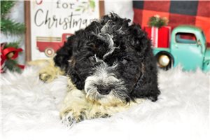 Ethan - Mini Bernedoodle for sale