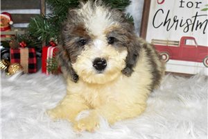 Allie - Bernedoodle, Mini for sale