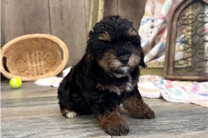Rachel - puppy for sale