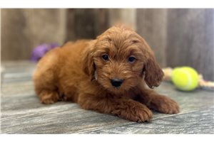 Riley - Mini Goldendoodle for sale