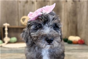 Janet - Mini Goldendoodle for sale