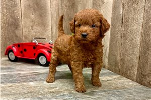 Parton - Goldendoodle, Mini for sale