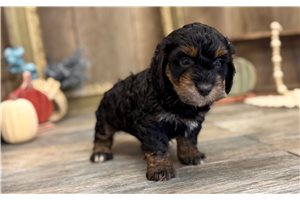 Hayden - Goldendoodle, Mini for sale