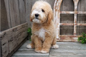 Buffy - Goldendoodle, Mini for sale