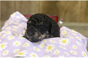 Rachel - puppy for sale