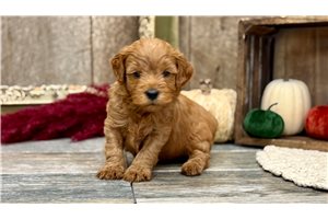 Jayce - Mini Goldendoodle for sale