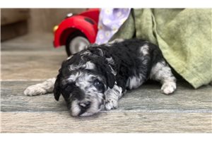 Raelynn - Goldendoodle, Mini for sale