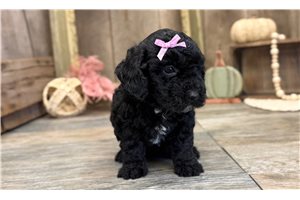 Huxley - Goldendoodle, Mini for sale