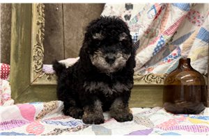 Rose - Mini Goldendoodle for sale