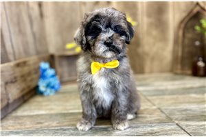 Graham - puppy for sale