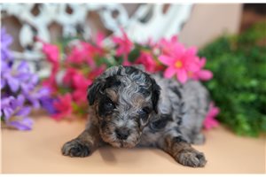 Samuel | Puppies For Sale at Pawrade