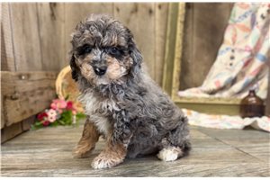 Ryan - Goldendoodle, Mini for sale