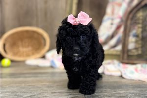 Ruby - puppy for sale