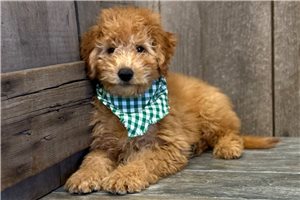 Rhett - Goldendoodle, Mini for sale